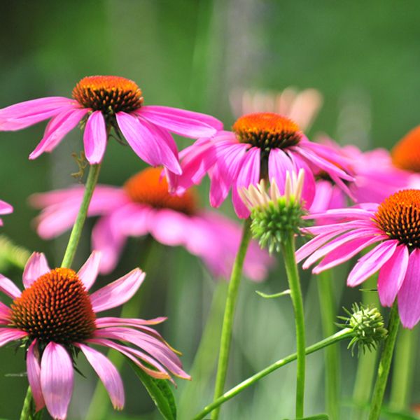 close up image of the echinacea plant in Texas