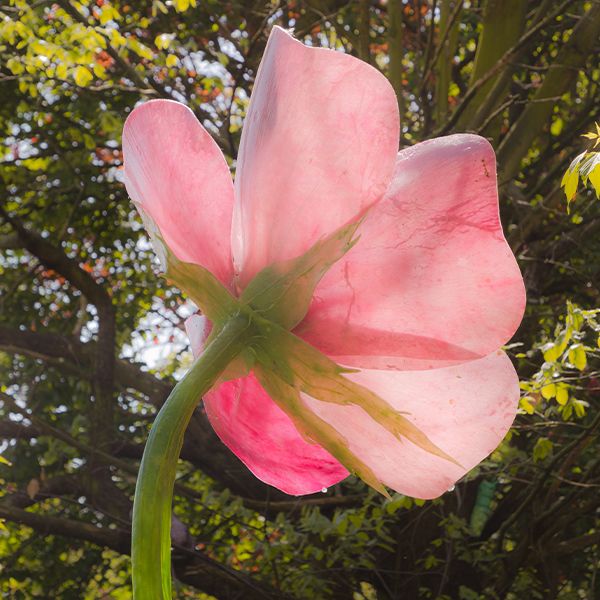 large pink musical flower sculpture