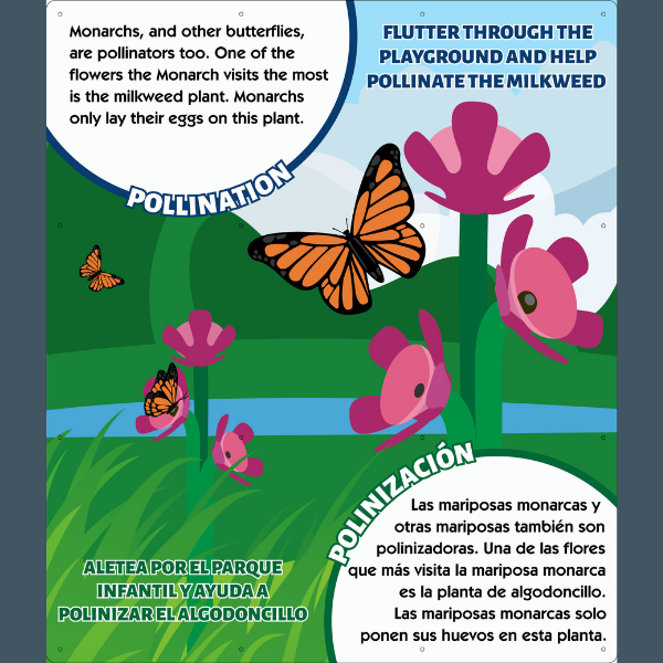 info graphic showing how the butterfly pollinates the milkweed flowers on the playground