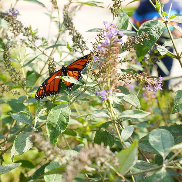 image of a butterfly on a buddleia 