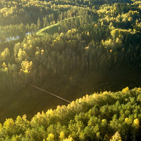 birds eye view of the treetops at Sirvetos Regional Park in Lithuania