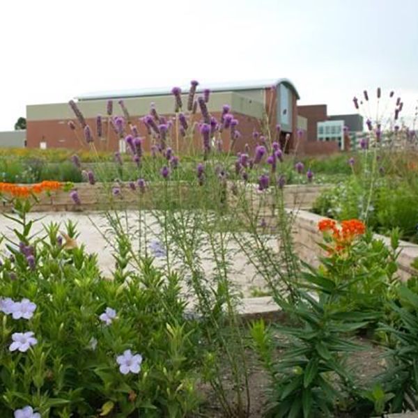 Iowa Women's Prison in the background behind the plant in the musical sensory garden