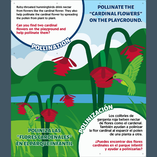 info graphic showing how the hummingbird pollinates the cardinal flowers on the playground